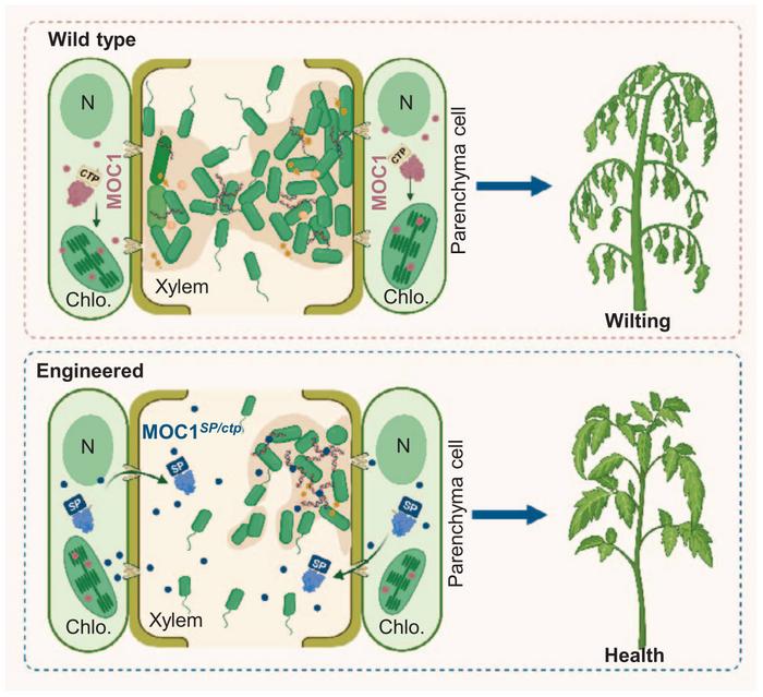 Working model for relocalization of plant MOC1 against vascular bacterial pathogen.