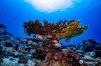 Soldierfish