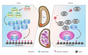 Rice OsMKK6-OsMPK4 cascade regulates endosperm cellularization via Polycomb Repressive Complex 2