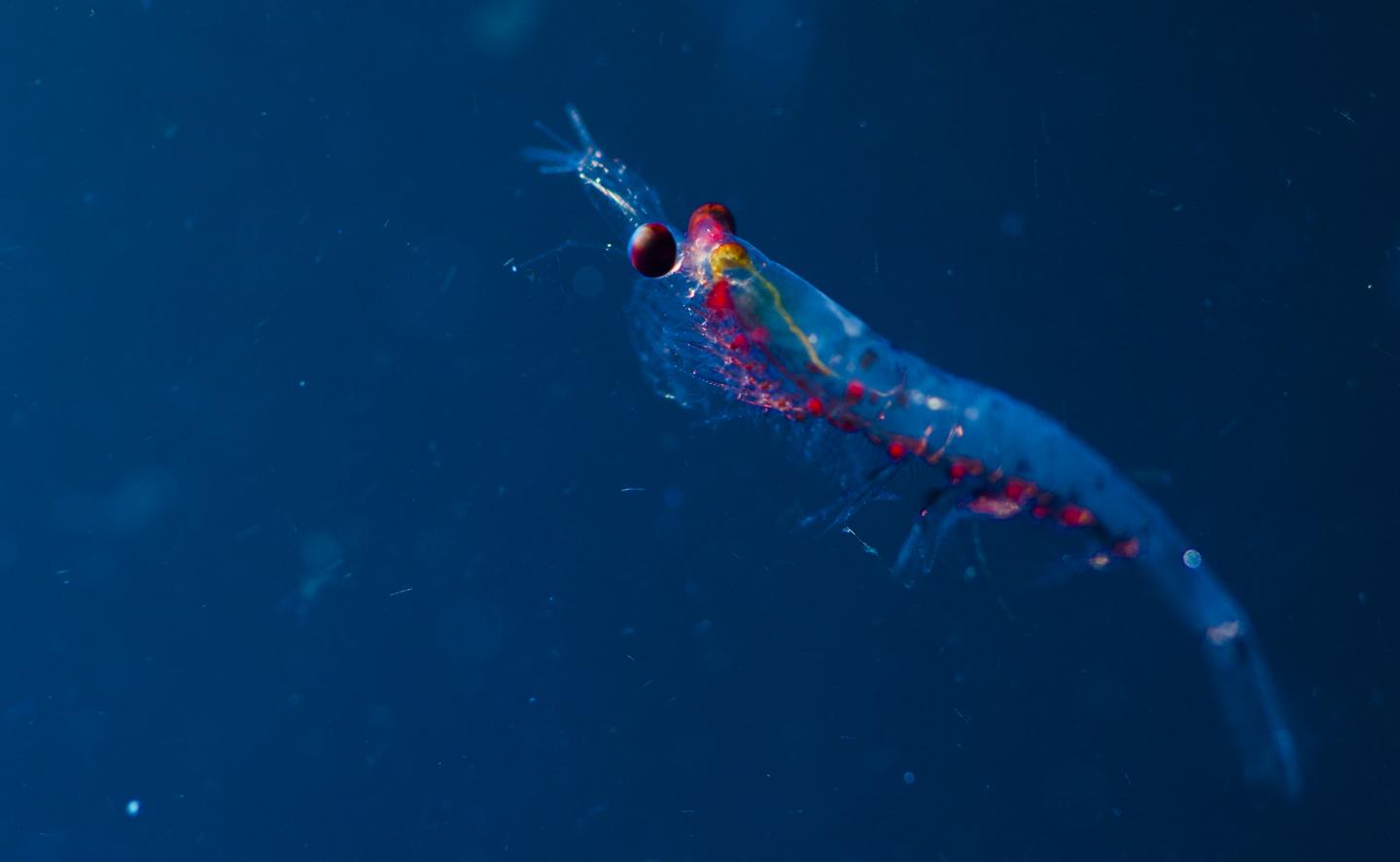 Krill