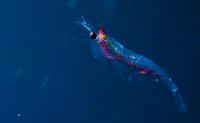 Krill