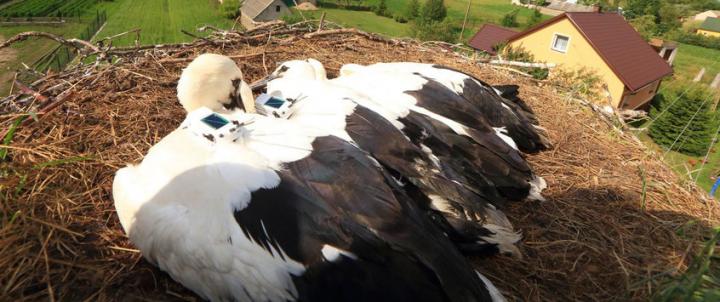 Young Storks