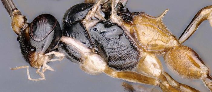 Heinrichiellus natgeo
