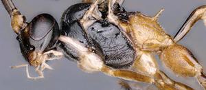 Heinrichiellus natgeo