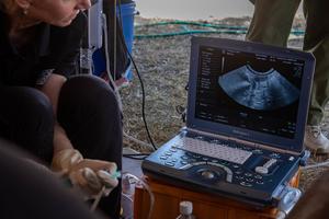 Transfer of a northern white rhino embryo into a southern white rhino surrogate mother