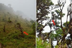 Clusia nanophylla tree