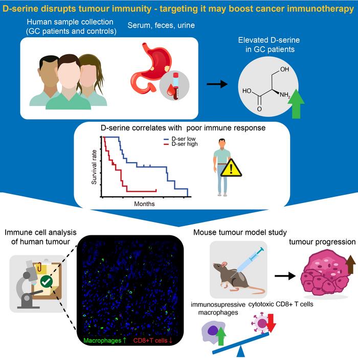 D-serine disrupts tumor immunity