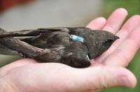 Swift With Logger
