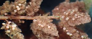250505-Kawai-Communication-Fruiting_bodies