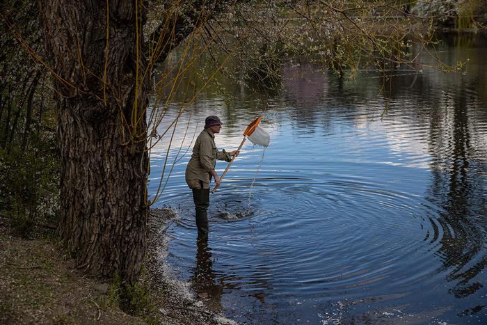 Urban ponds are double-edged ecosystems