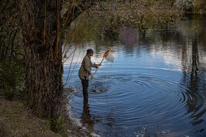 Urban ponds are double-edged ecosystems