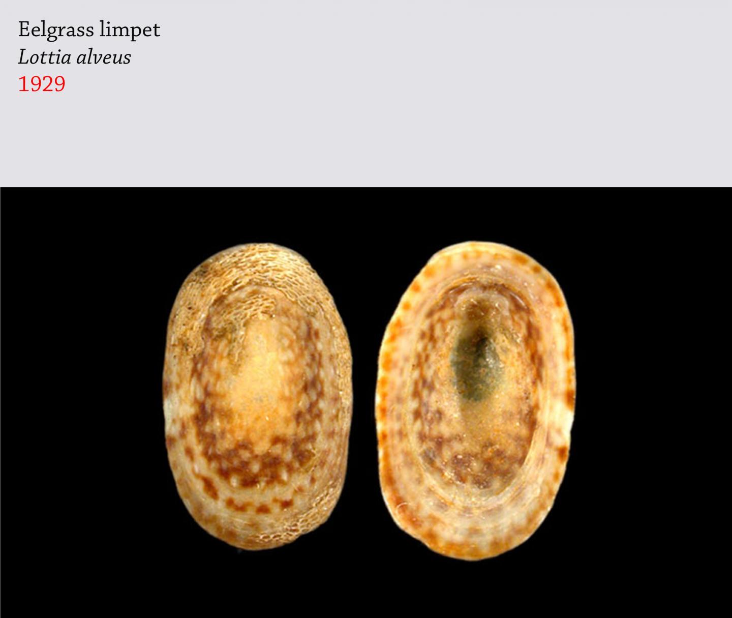 Eelgrass Limpet