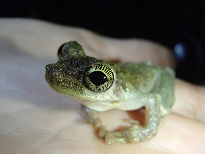 Osteocephalus oophagus