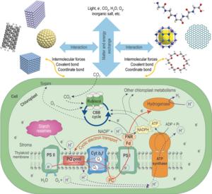 Schematic illustration of chemical mechanisms for microalgae-material interaction.