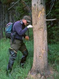Collecting Bear Hair