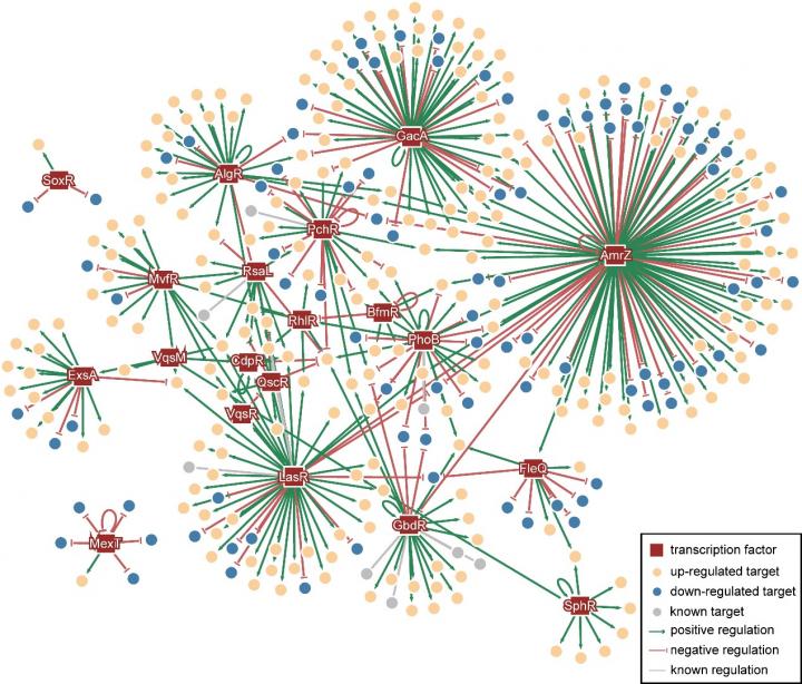 Visualization of the PAGnet
