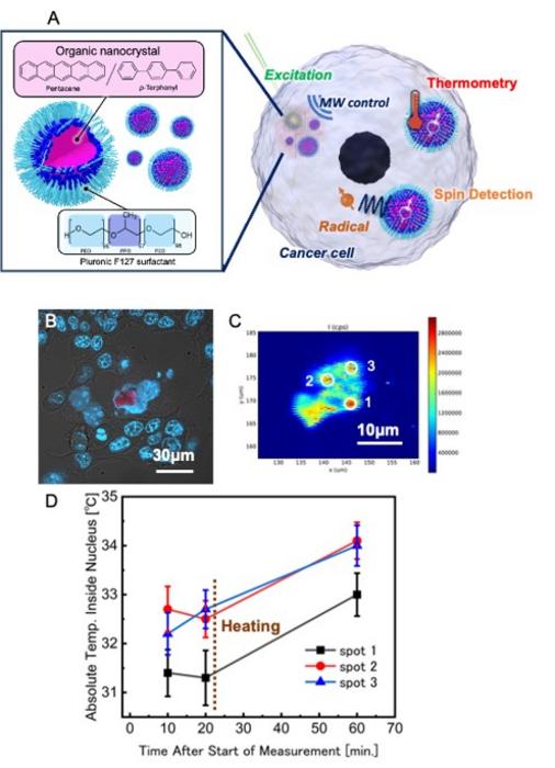 Molecular Quantum Nanosensors Enable Intracellular Thermometry and Spin Detection in Living Cancer Cells