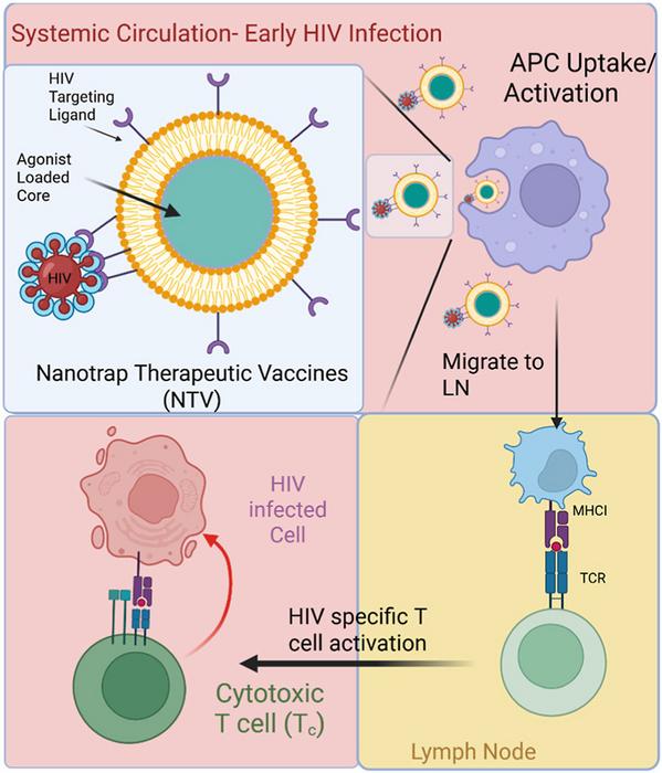 HIV 'Nanotrap' Therapeutic Vaccine