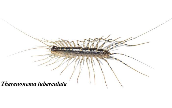 Thereuonema tuberculata, a subjected myriapod species in this study