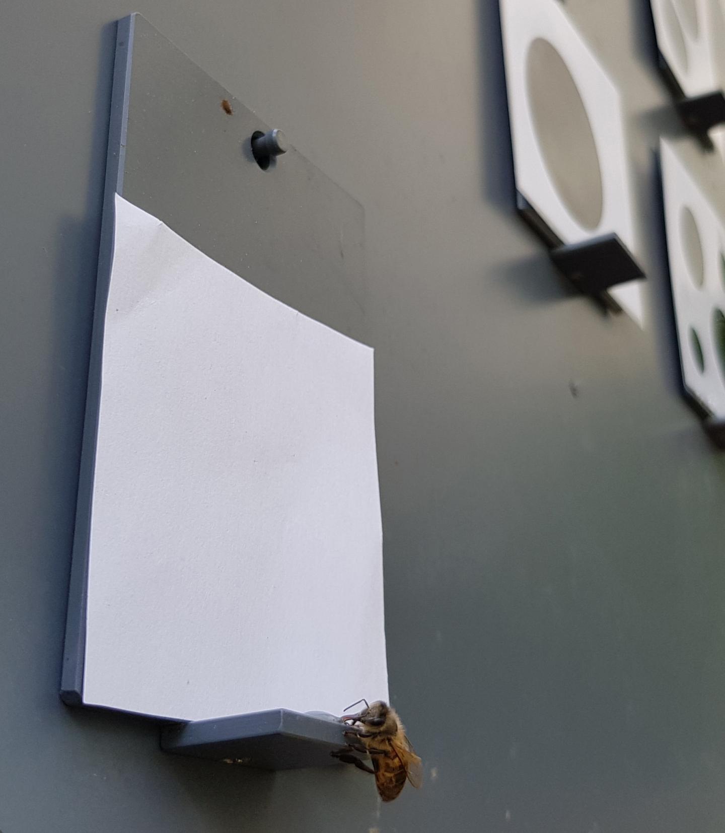 Bee Chooses Zero (1)