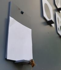 Bee Chooses Zero (1)