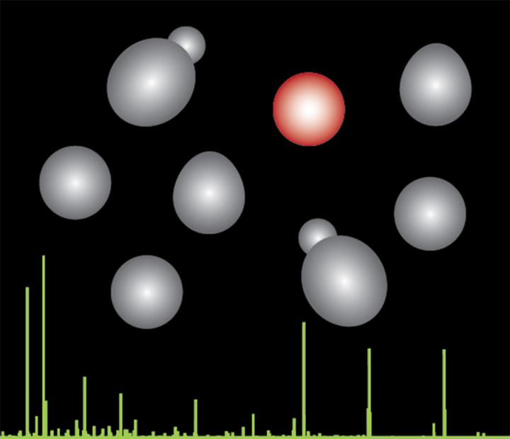 Diversity and Evolution in Yeast Species