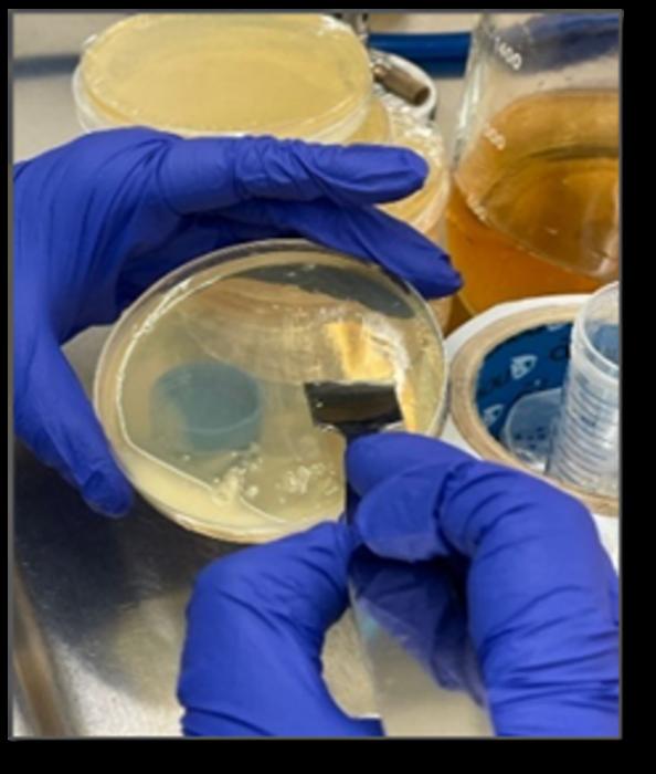 Collection of E. coli colonies from solid medium for liquid culture inoculation
