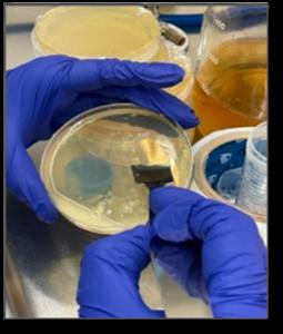 Collection of E. coli colonies from solid medium for liquid culture inoculation
