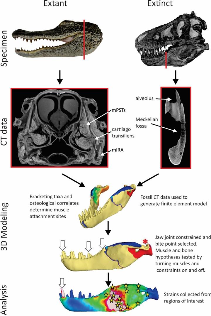 Comparison of dinosaur fossils and modern-day specimens