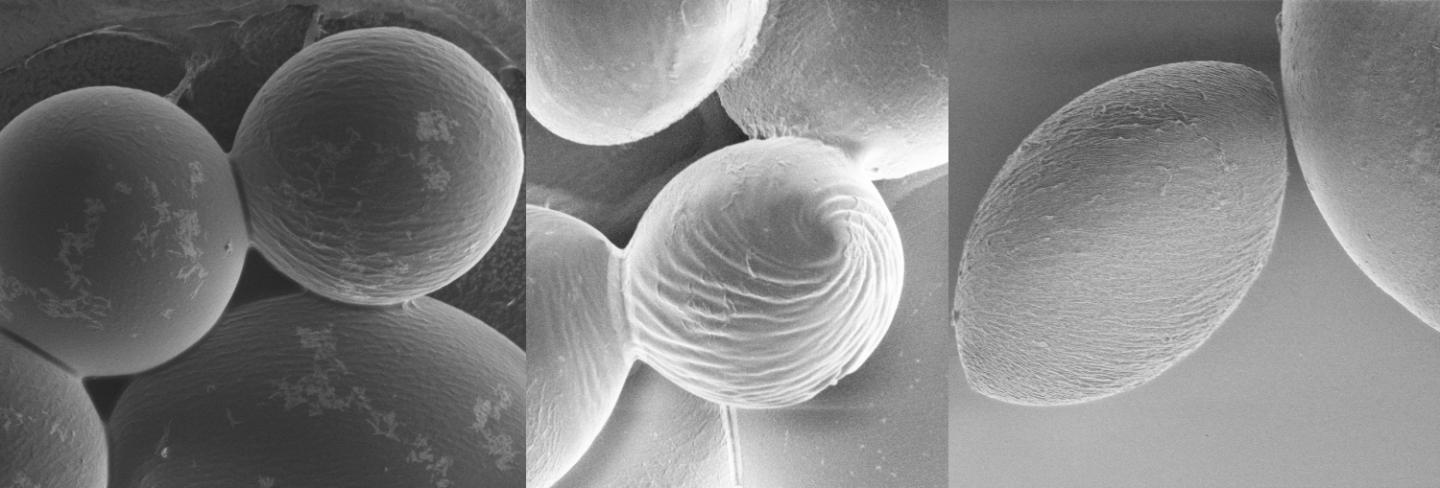 Polymer Scanning Electron Microscopy Images