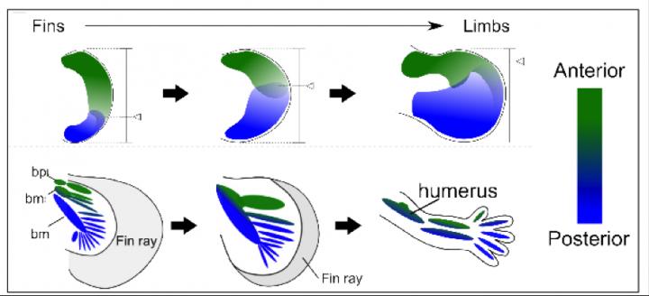 Fin-To-Limb Evolution Model