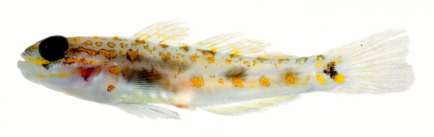 <i>Coryphopterus curasub</i>