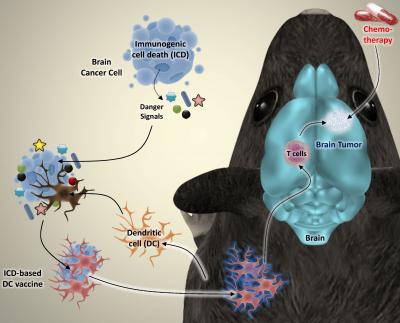 Next-Generation Immunotherapy Offers New Hope for Beating Brain Cancer
