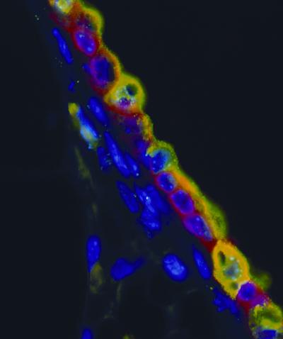 Control of Pituitary Hormone Outside of Brain