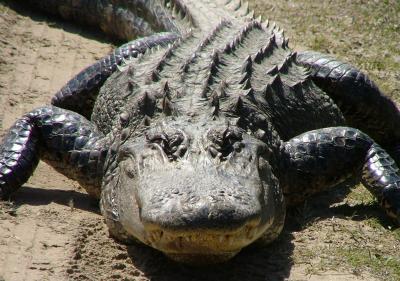 Alligator Blood