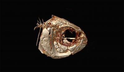 Hybrid Skull
