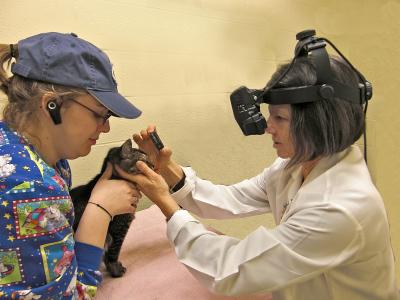 Cat Examination