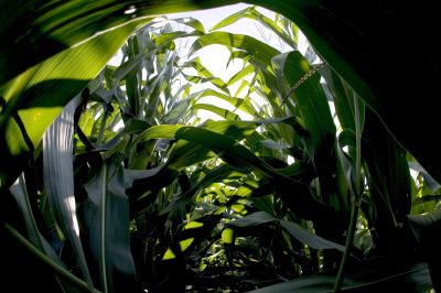 On the Menu: Cold Corn?