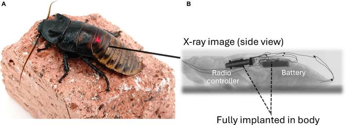 Overview of cyborg cockroach with implant.