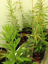 <i>V. rossicum</i>/<i>Solidago canadensis</i>