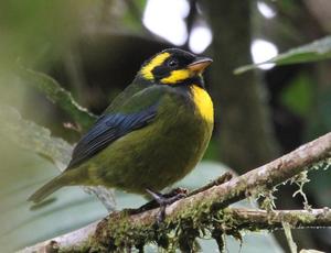 Gold-ringed tanager