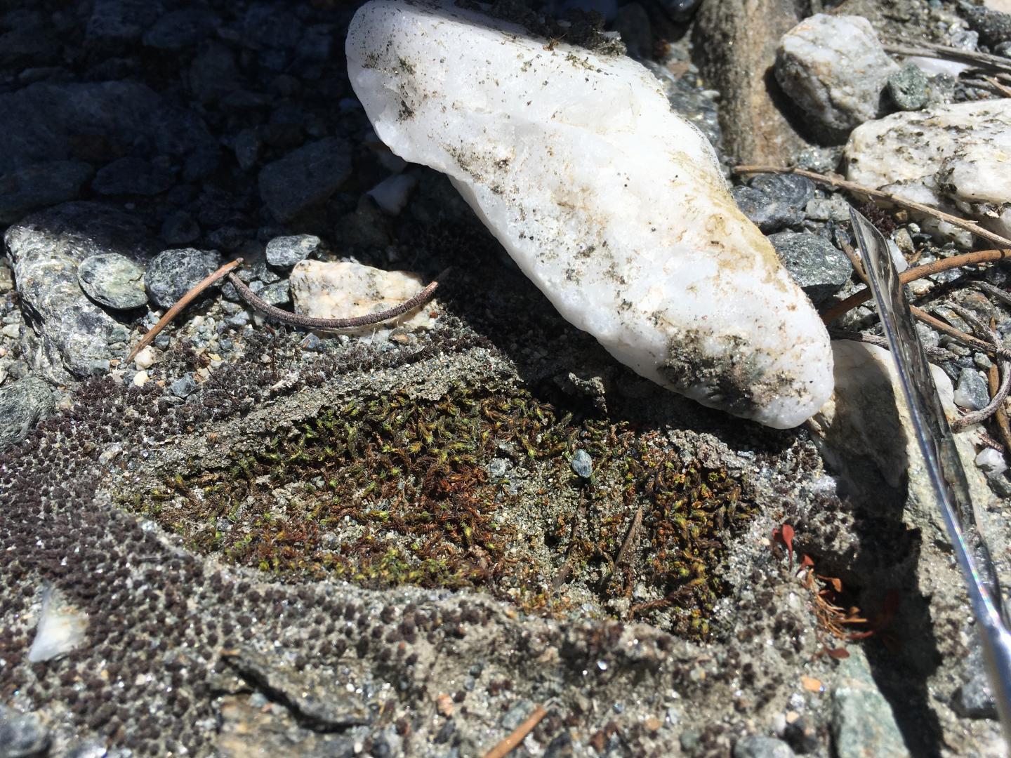Life Under Quartz