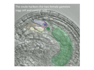 During Plant Fertilization, the Egg Leads (4 of 4)