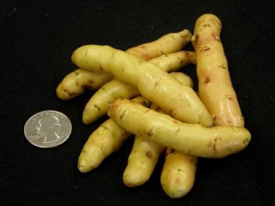 Fingerling Potatoes