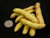 Fingerling Potatoes
