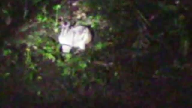 University of East Anglia Researcher Finds Rare Vietnamese Rabbit