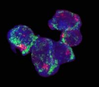 Germ Cell Sisters Donating Organelles and Cytoplasm