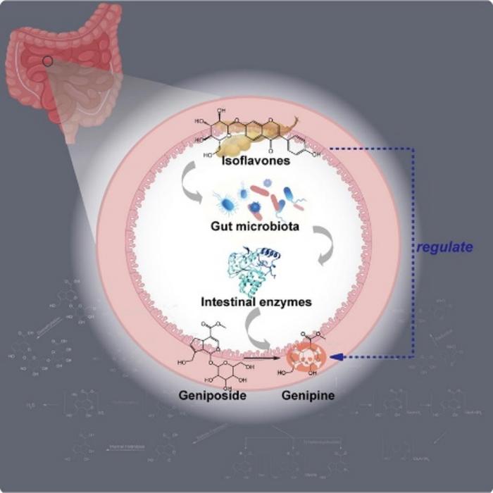Graphical abstract