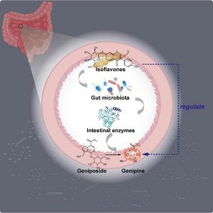 Graphical abstract