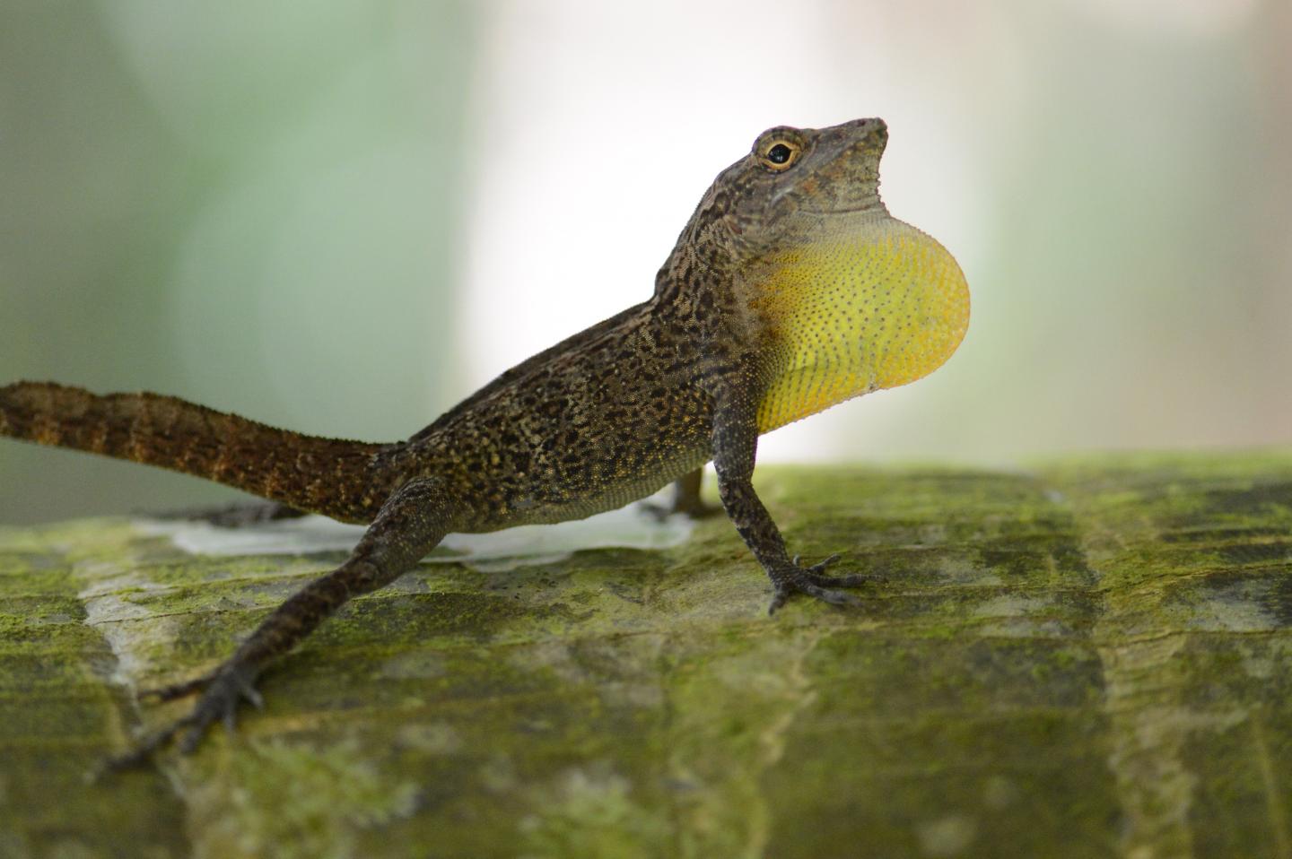 Puerto Rican Crested Anole
